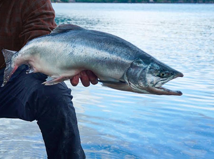 Salmon Fishing Guide