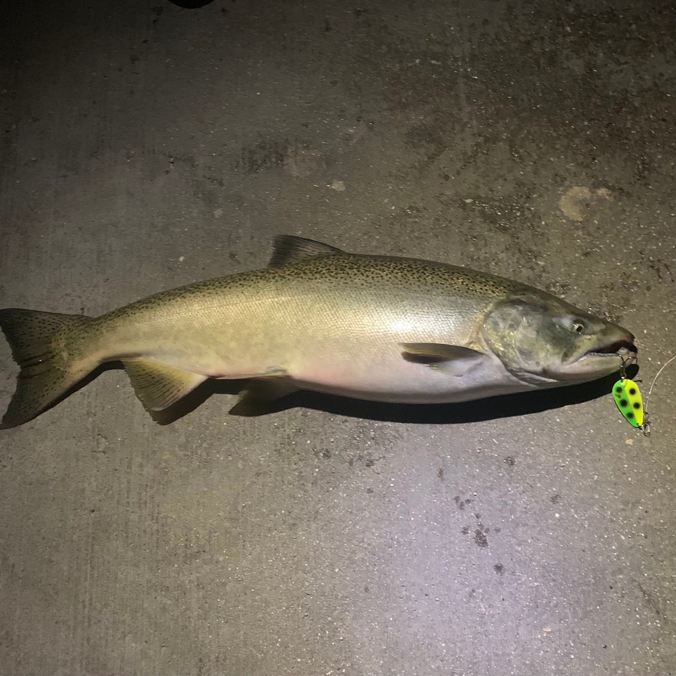 Fish caught with Night Fight spoon